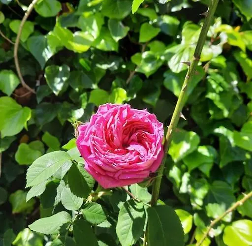 Lugar Do Curro, San Martino De Ozon *